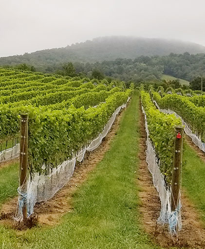 Bull Run vineyard landscape