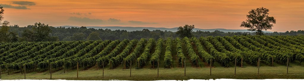 Vineyard at sunset